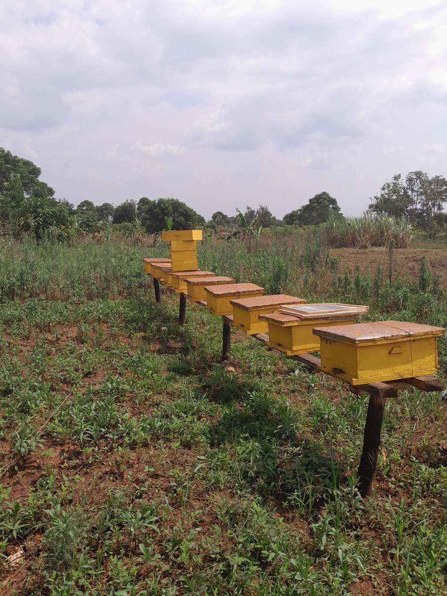 iwandera06's tweet photo. We have 100% colonisation, we have started installing our super boxes in Kamuli district. @ecocolony we move with you the Beekeeping journey https://t.co/in7DinbWon