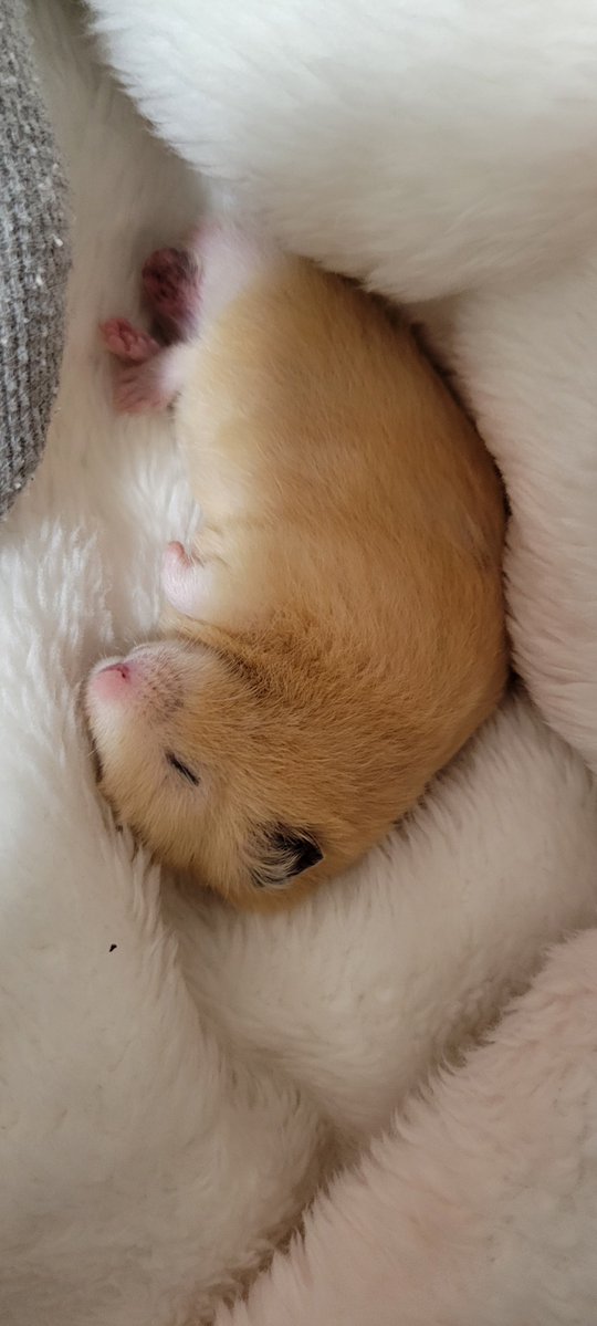 もふもふ布団気持ちいね♡
この状態は匂いを嗅いでください感が否めないのでクンクンします。
#ハムスター
#ハムスターのいる生活 
#ハムスター寝顔選手権2026 
#ハムスター金太郎