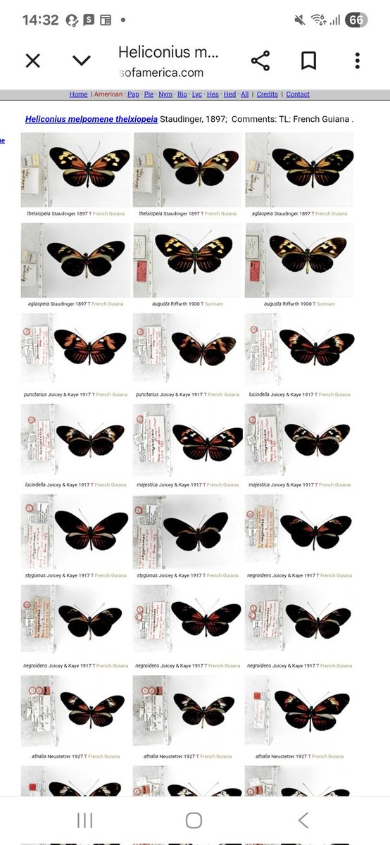 Butterfly_Moth8's tweet photo. Butterflies of Americaっていうサイト見つけてフレンチギアナでとってきた蝶の同定頑張ってるけど、本当にこれをどうやって見分けろというの？ https://t.co/zIuaKp3udd