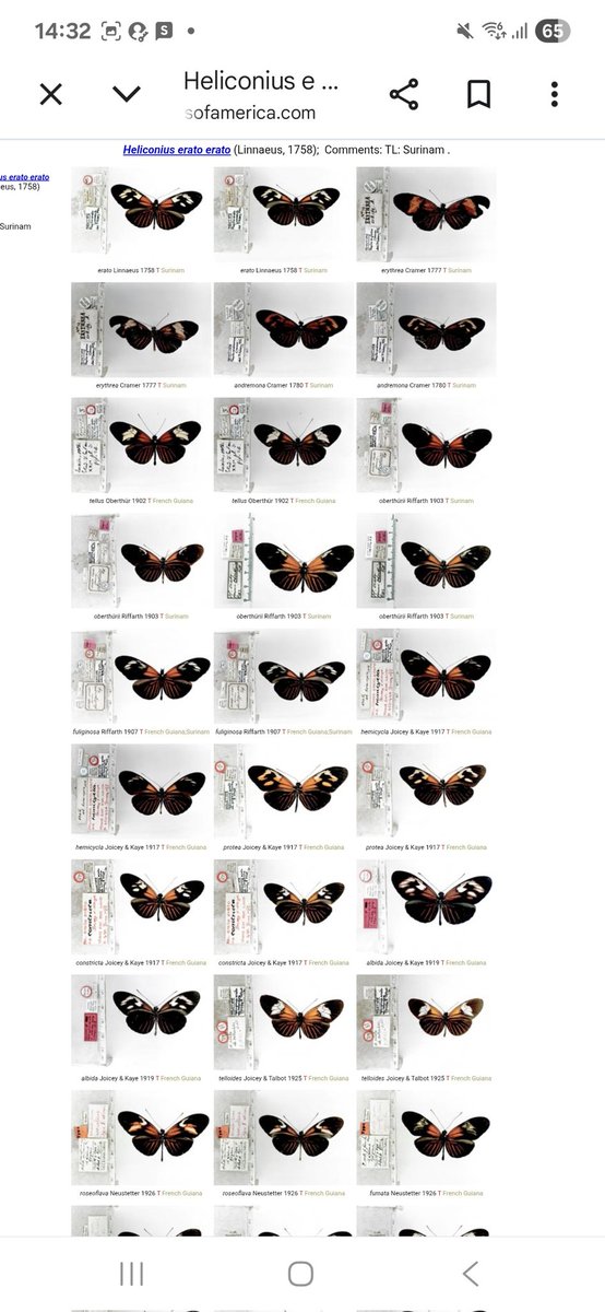 Butterfly_Moth8's tweet photo. Butterflies of Americaっていうサイト見つけてフレンチギアナでとってきた蝶の同定頑張ってるけど、本当にこれをどうやって見分けろというの？ https://t.co/zIuaKp3udd
