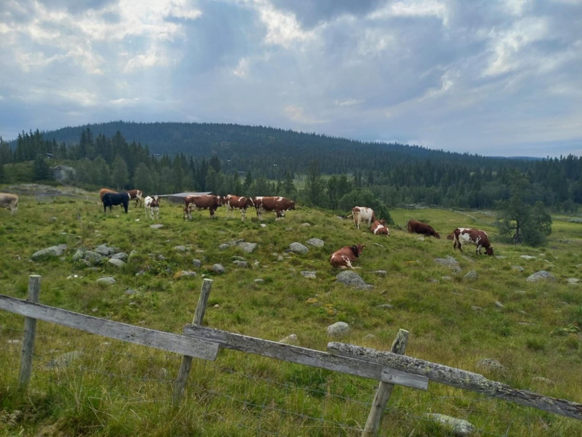 I dag avgjør Stortinget  steigan.no/2026/02/i-dag-…