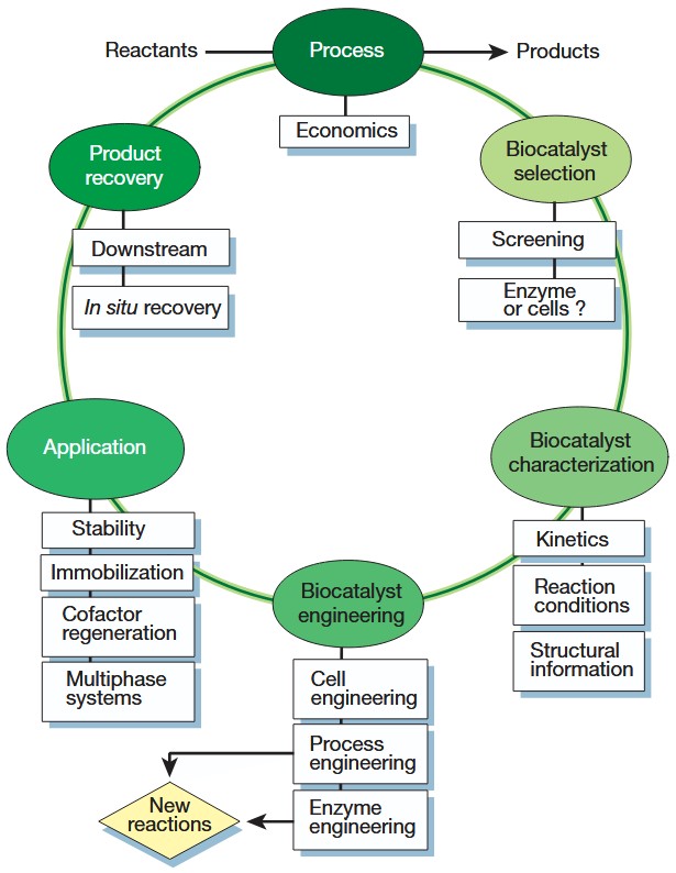 Transform your chemistry with Biocatalysis Services from Creative Enzymes! Our expert team and tailored enzyme solutions help accelerate greener, more efficient synthesis for research &amp; industrial applications. #Biocatalysis #EnzymeEngineering creative-enzymes.com/service/biocat…