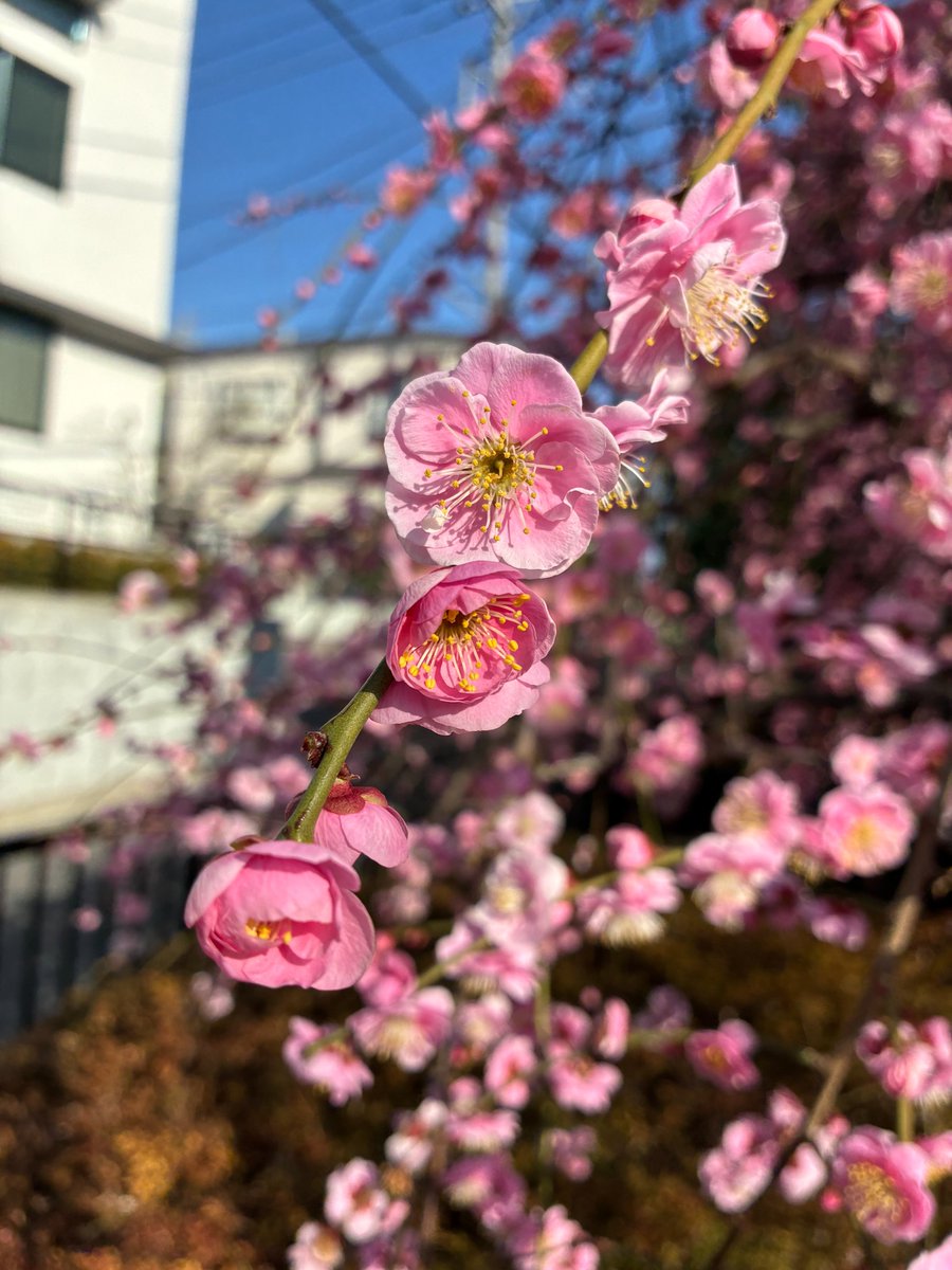 ClubMyoga's tweet photo. ブログを更新しました！
#茗荷谷クラブ #ひきこもり #居場所 

今回の投稿は「みゃうがフェス2026～ぶんかさ～い」。
2月のチーフスタッフコラムです。
2月末に行われた茗荷谷クラブの文化祭のお話、ぜひご覧ください♪

写真は、気温差激しい今月の2枚です。

https://t.co/QzA5qval0U https://t.co/nsW1lxu5FW
