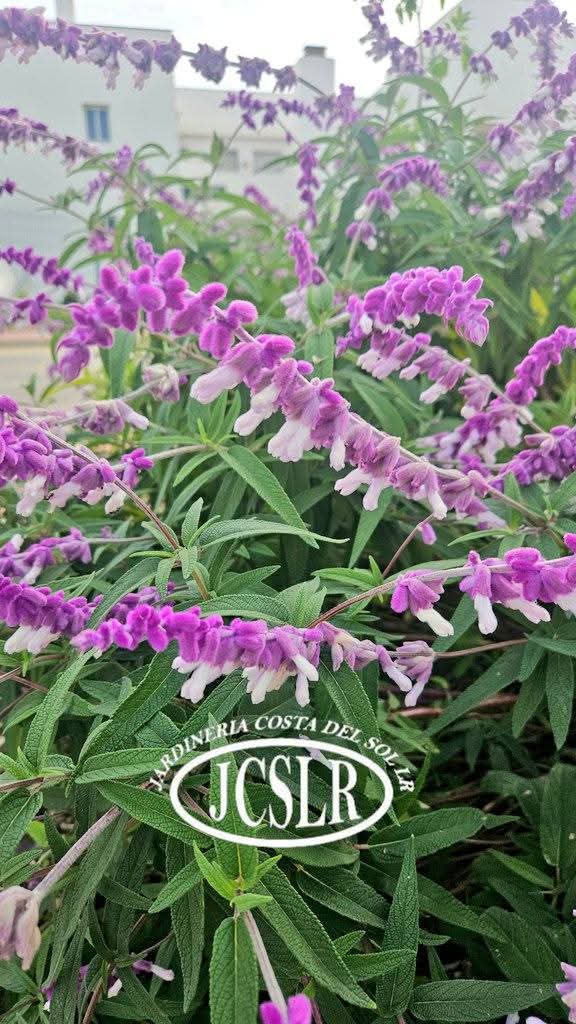 Llega la temporada de floración, donde nuestros jardines se visten de color.
The flowering season is upon us, when our gardens are adorned with colour. #jardineriacostadelsol