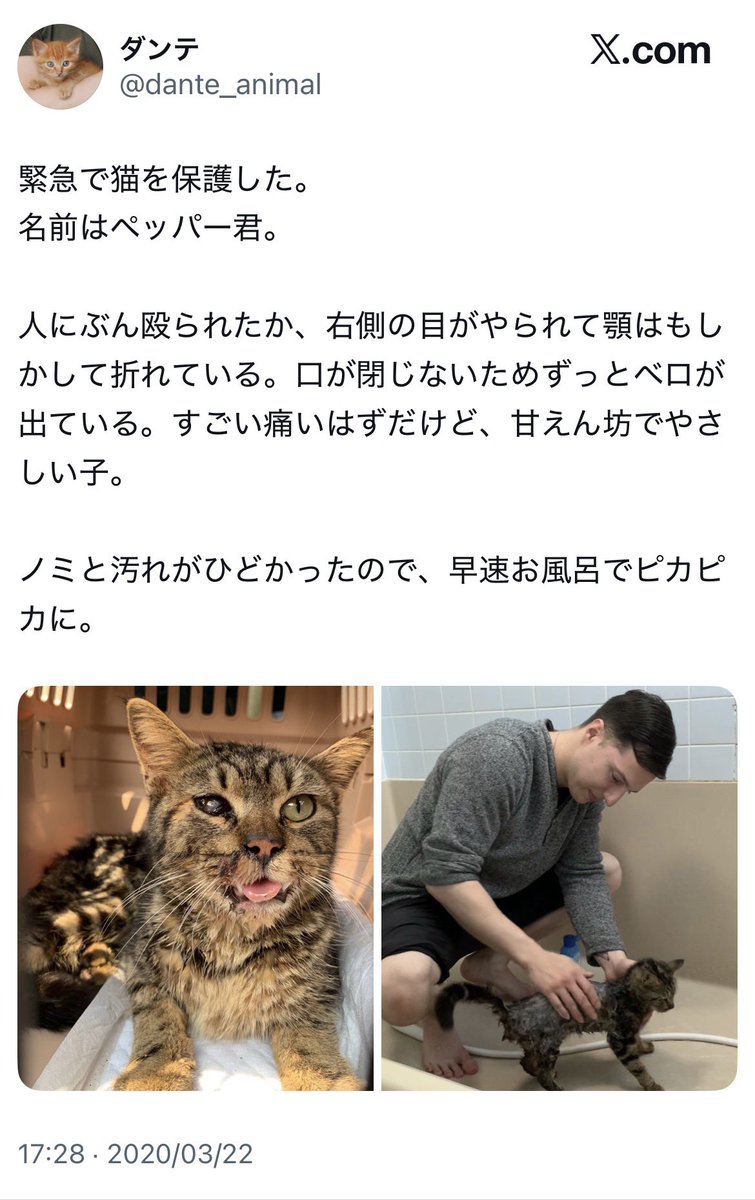 kuu05neko's tweet photo. #アニマルフォレスト
2020年、ペッパーくんを保護した時、ゆい氏→交通事故？
ダンテ氏→人にぶん殴られたか？

ゆい氏のように事故を疑うよね
それを虐待のように書くからコメント欄は酷いことに…

顎も割れ酷い状態なのに病院は保護した翌日で病院行く前に洗っている
その行為の方が虐待だと思うよ https://t.co/NOzguBTnhd