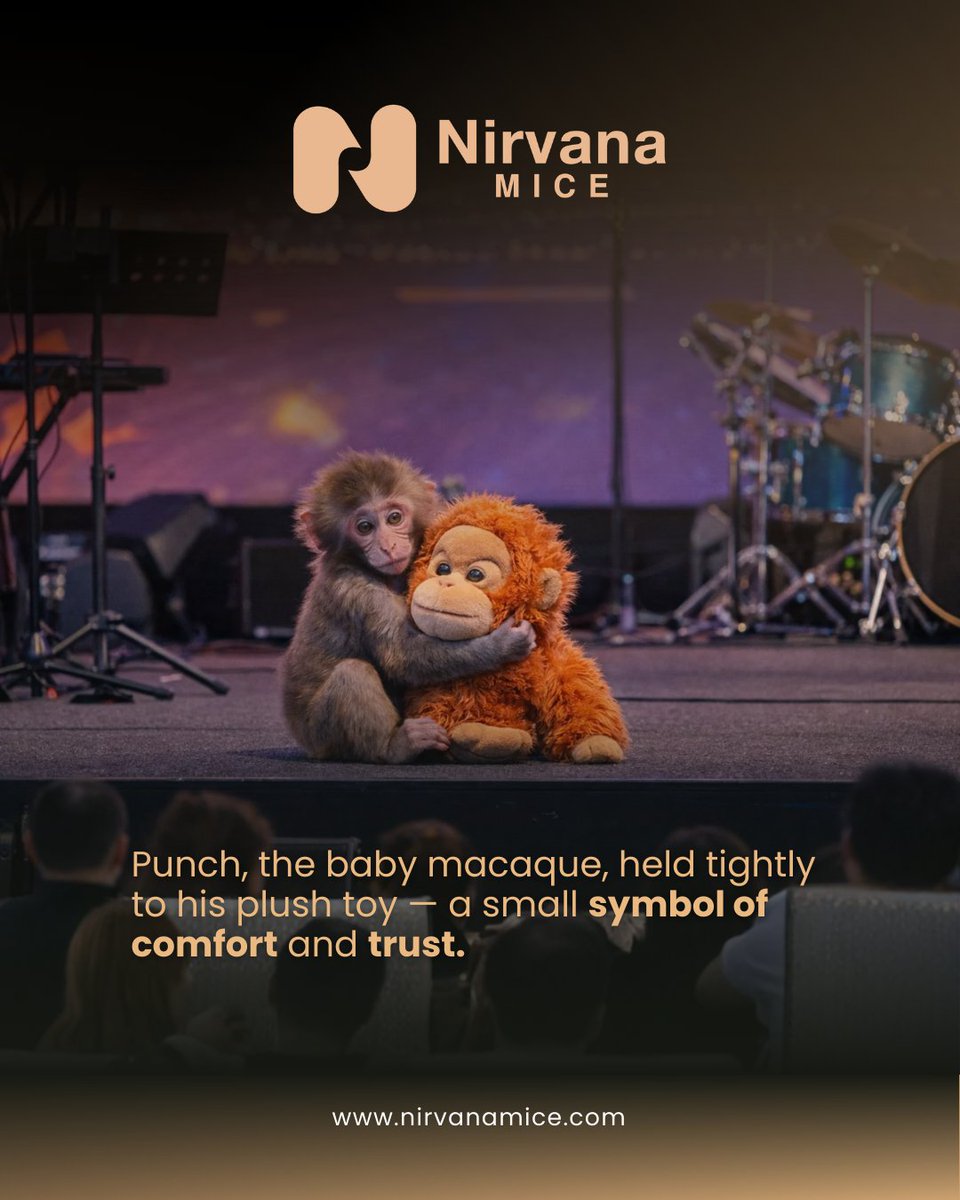 Nirvana Events & Exhibitions (@NirvanaEvent) / Posts / X