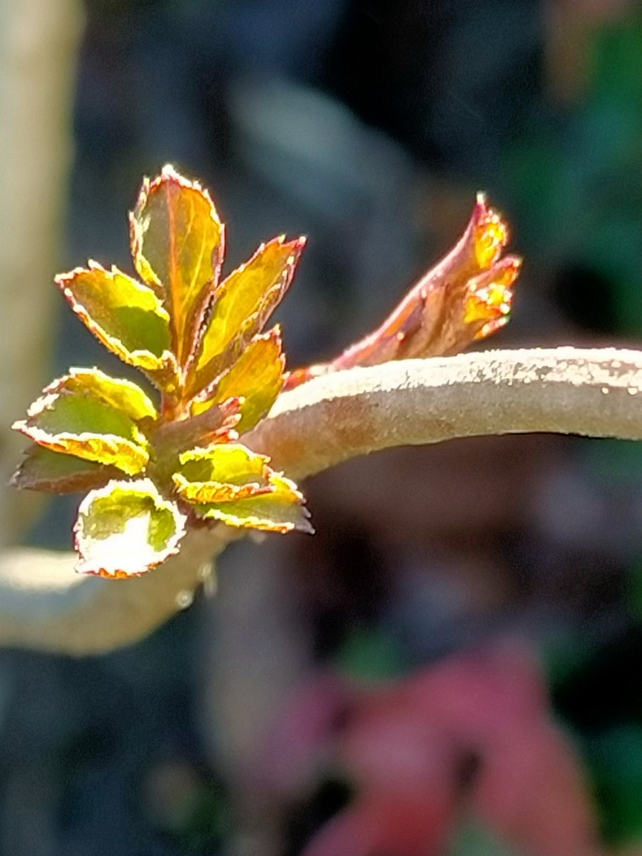 kluizenares's tweet photo. Goedemorgen 💚
Ook de #Vlier komt weer tot leven.
Prachtig het ontluikende groen.
Fijne donderdag allemaal 🌸 https://t.co/u2EghXi6Jz