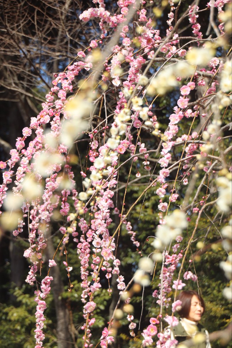 krm_ptut's tweet photo. ピンクと白。

#キリトリセカイ #ファインダー越しの私の世界 #写真好きな人と繋がりたい #写真で奏でる私の世界 #写真で伝えたい私の世界 https://t.co/PEeOzXmGst