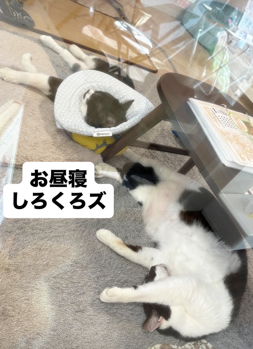 Post by 譲渡型保護猫Cafe あおねこ(新潟県田上町) on X: ＼ぽっかぽか〜／