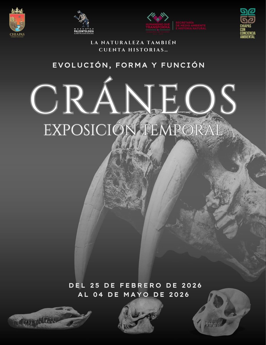 Hoy fue un honor cortar listón de la exposición “Cráneos” en el Museo de Paleontología de Tuxtla Gutiérrez. Muestra la gran riqueza de organismos vertebrados. Asistan.👇🏽
maps.app.goo.gl/pnSYnSDroJot7t…