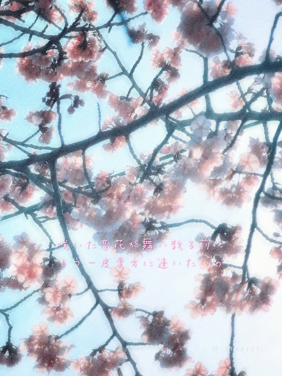 咲いた恋花が舞い散る前に
もう一度貴方に逢いたいの
#詩 #写真詩