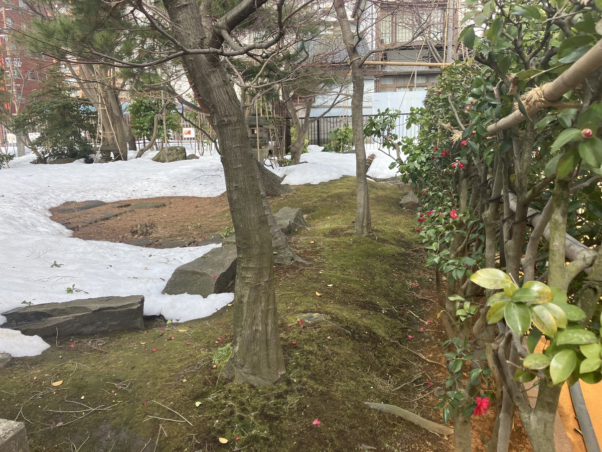 椿の花が咲きました。
冬の終わり、春の訪れ。
＃長岡市
＃河井継之助
＃河井継之助記念館