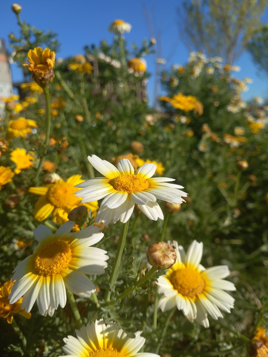 Ali Metila |🐉| tweet media