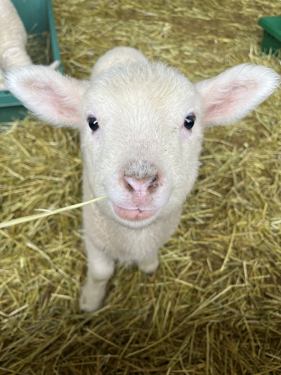 ヒツジノ/一日一羊🐏 (@Ptarmigan0606) / Posts / X