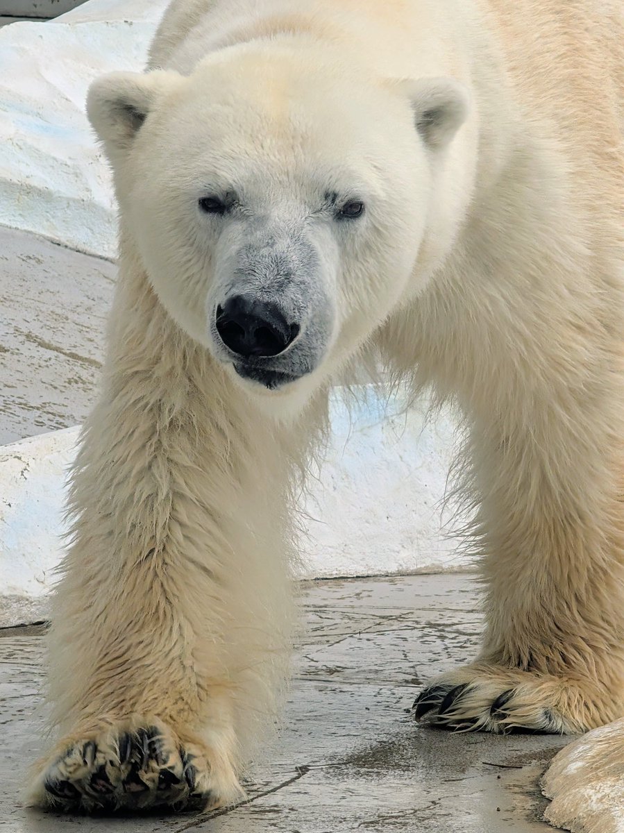 しゅてきなイコロくん🐻‍❄️
2月26日(木) 10時01分
#ホッキョクグマ #イコロ
#上野動物園 東園
