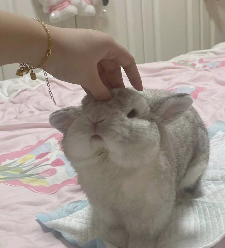 thepopularanimals (@animalpopular9) on Twitter photo 