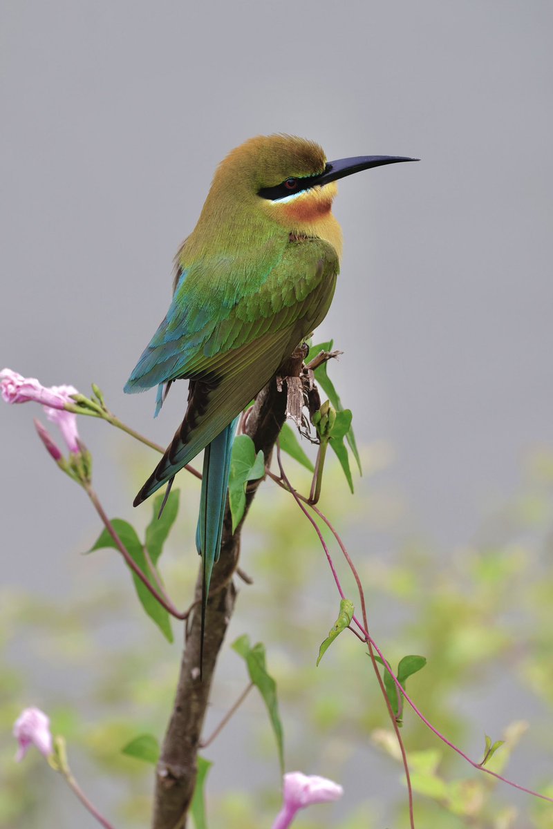 Hem Sagar Baral tweet media