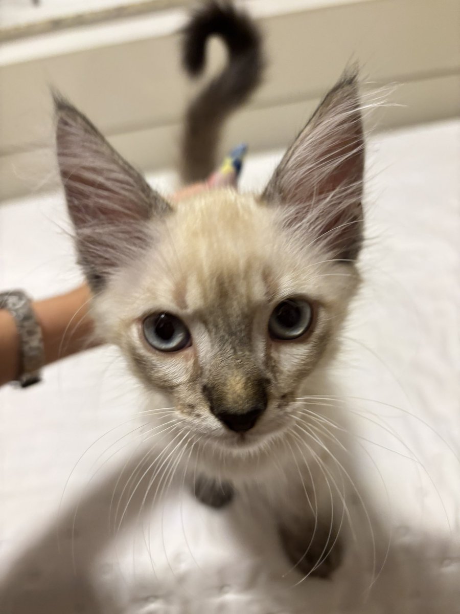 O RABO DELE FORMANDO UM PONTO DE INTERROGAÇÃO CERTINBO MEU DEUS EU NÃO AGUENTO