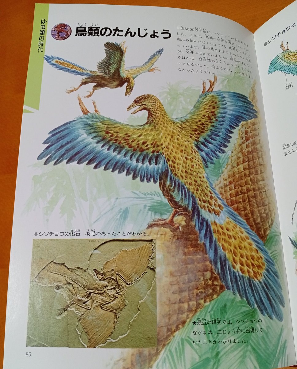 始祖鳥のページ、最近の理科の教科書や参考書でも似た復元図が多いわね