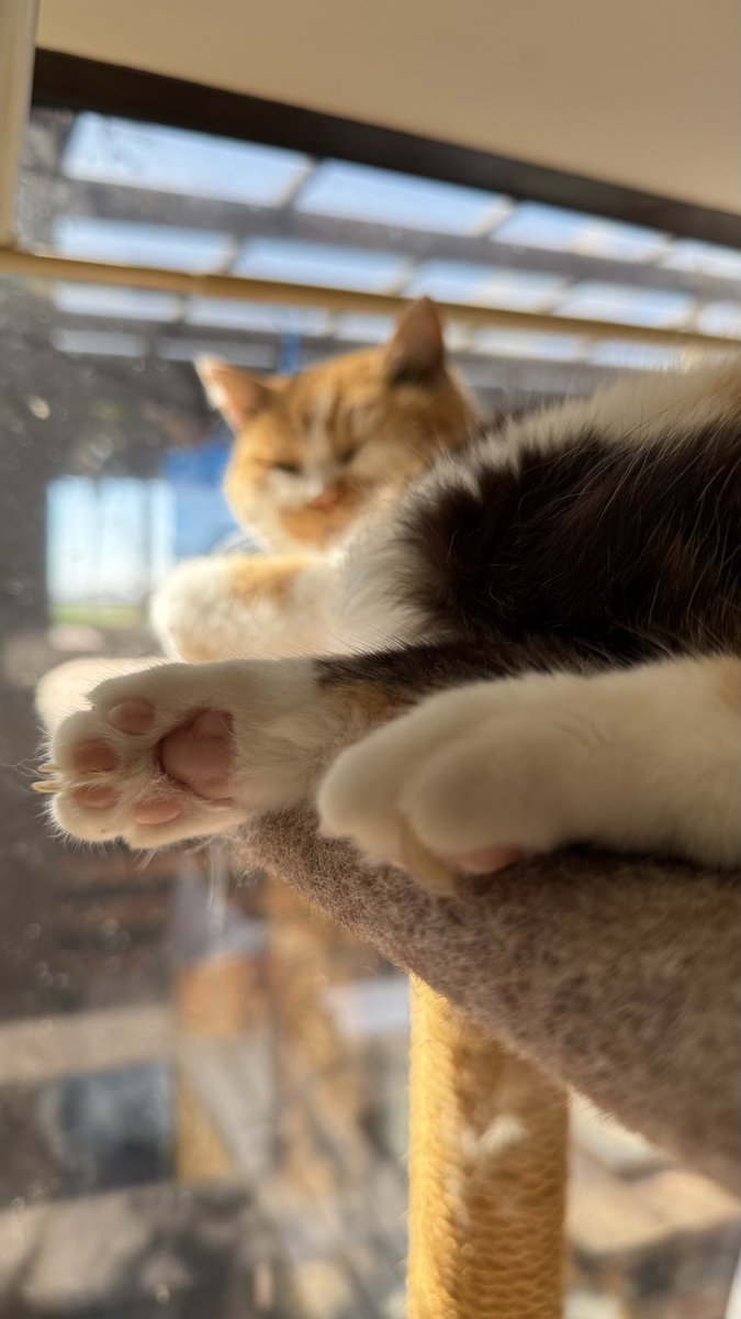 じん（釣りよか） tweet media