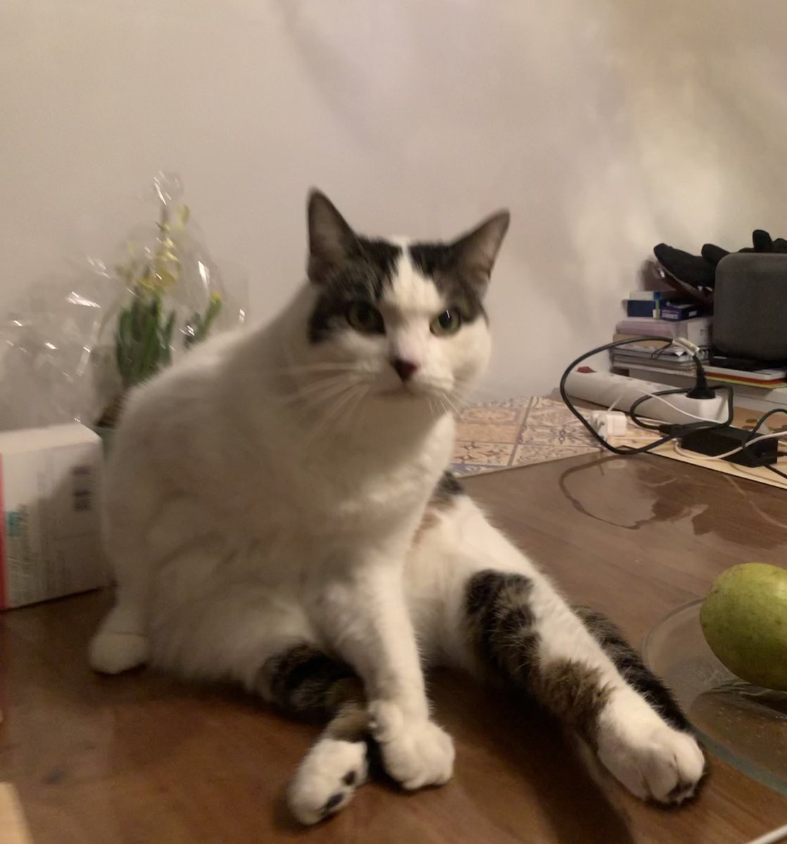 ⚠️This is her instantaneous death pose⚠️ 
❗️please do not the cat❗️