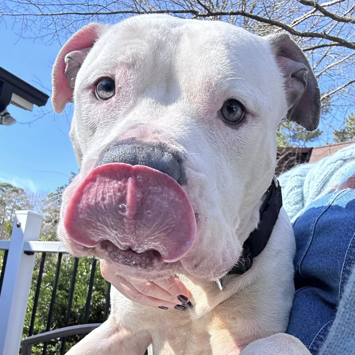 Hi, it's me Twiggy! Cuddling is my favorite thing right next to treats. I'm also a VERY good girl and I am house broken. 
pets.wake.gov/adopt/265965
#adoptdontshop #adoptme #fosterdog #adoptabledogs #AdoptLove #DogLovers #RescueDog