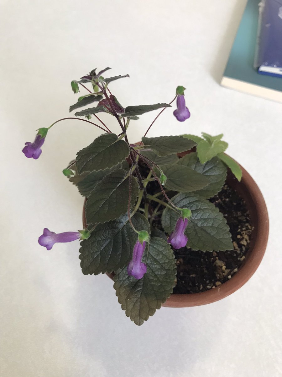 Mini Sinningia “Deep purple dreaming”
