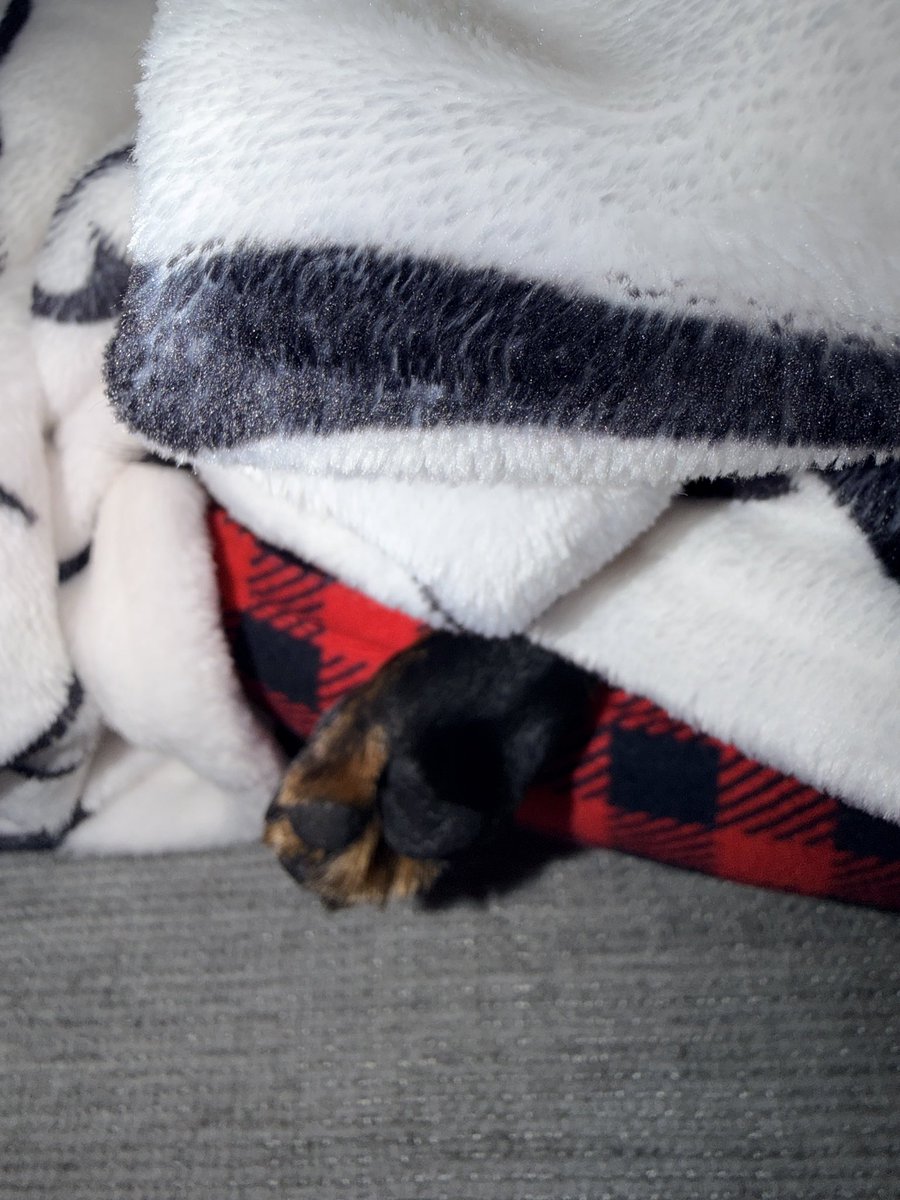 DeannaW1012's tweet photo. Sleepy dog 😴
#Dachshund #dachshunds #wienerdogs https://t.co/LOaYam5AKY