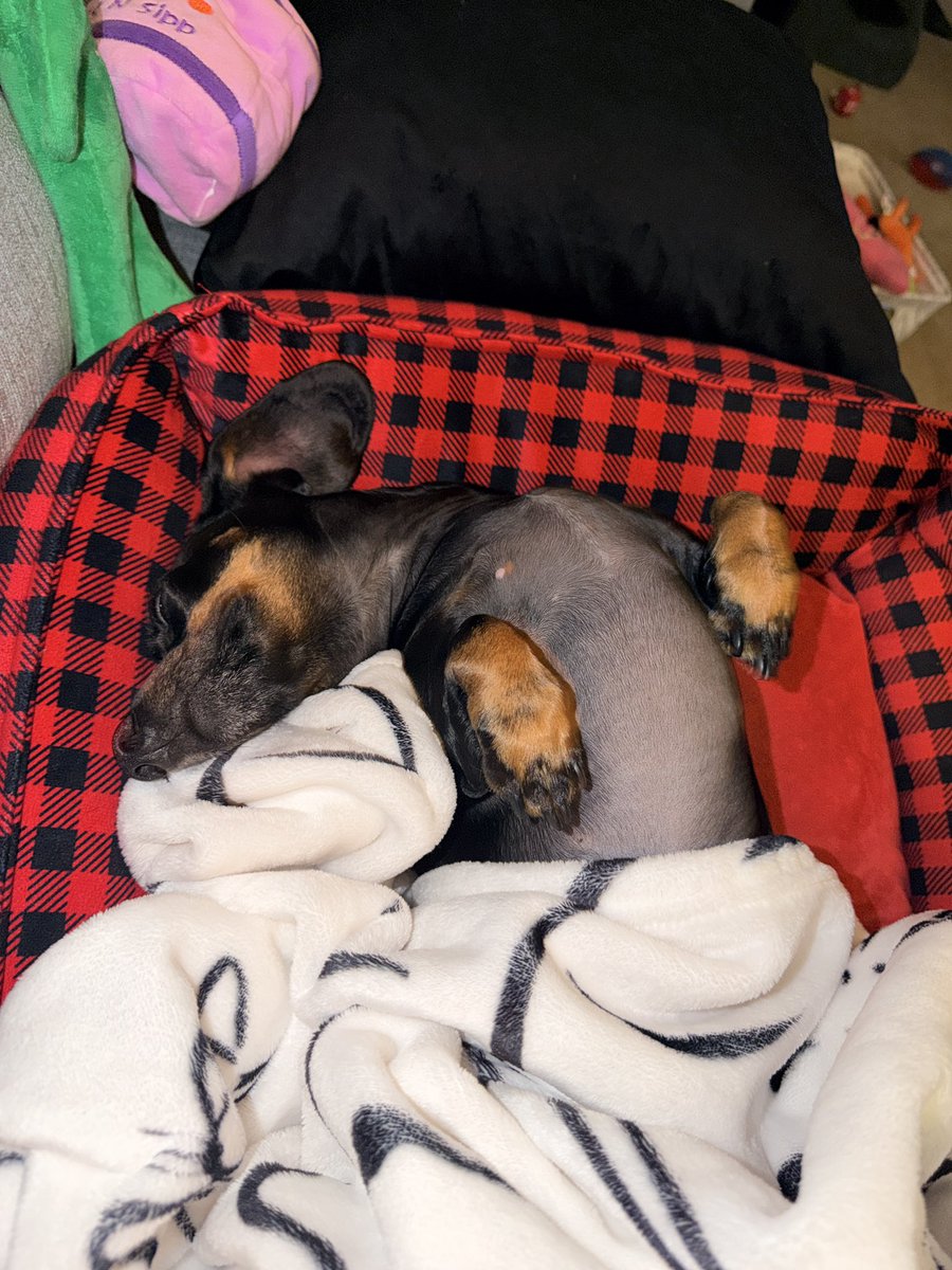 DeannaW1012's tweet photo. Sleepy dog 😴
#Dachshund #dachshunds #wienerdogs https://t.co/LOaYam5AKY