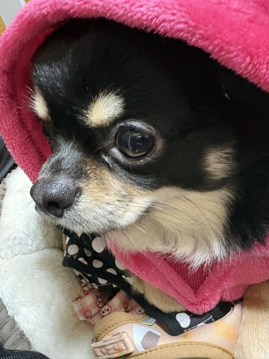 ruka_ai27's tweet photo. かわちぃたんねっ🥹ྀི https://t.co/wzMyahsYVm