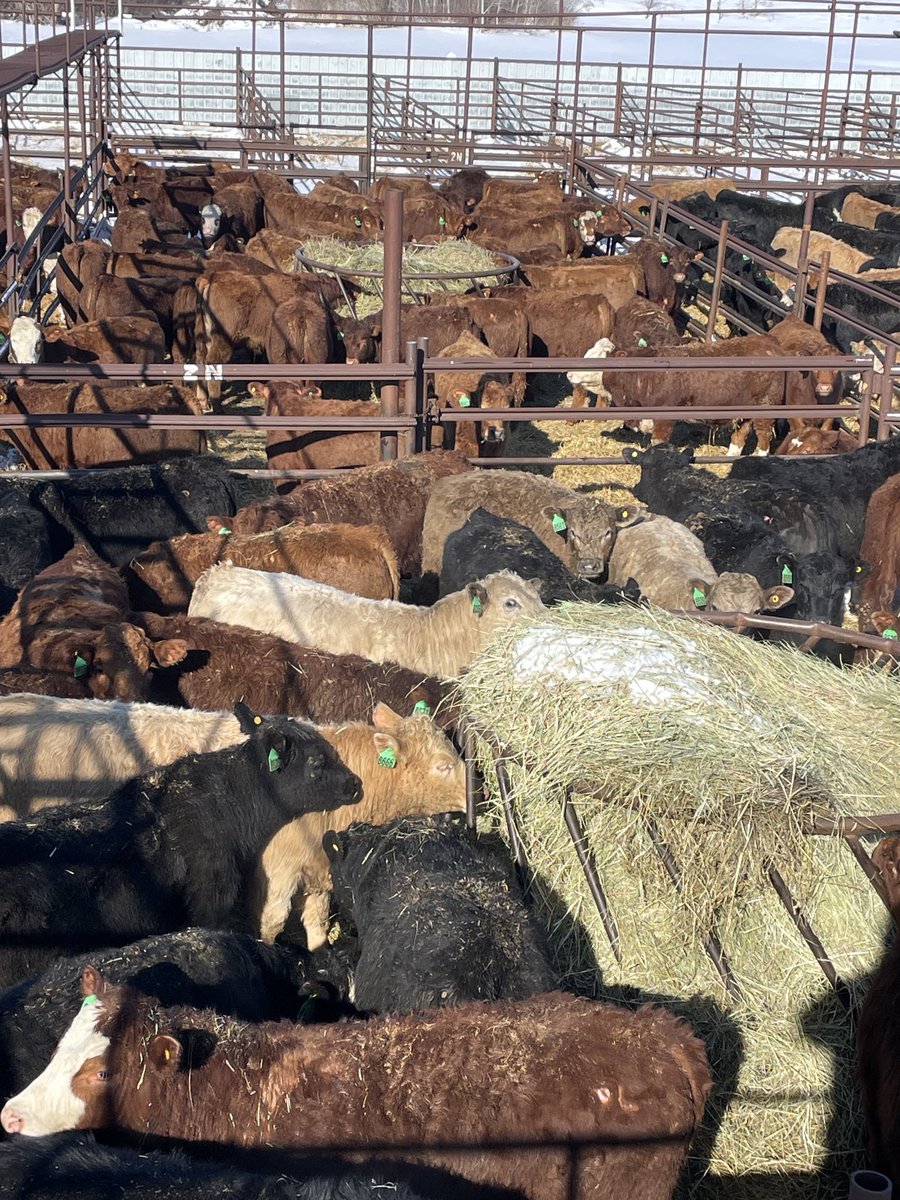 STE ROSE AUCTION MART
TOTAL CATTLE: 2413
COWS/HFRTS: 165
BULLS: 9
SHOWLIST: 2145
bit.ly/3zF9wDF
REG SALE: 98
SALE TIME: 8:00AM