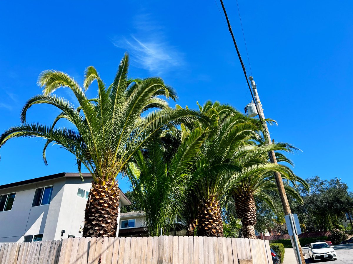 WildDevice's tweet image. Wednesday Wide Angle shot of the neighborhood with Palm Trees 

#photography #palmtrees
