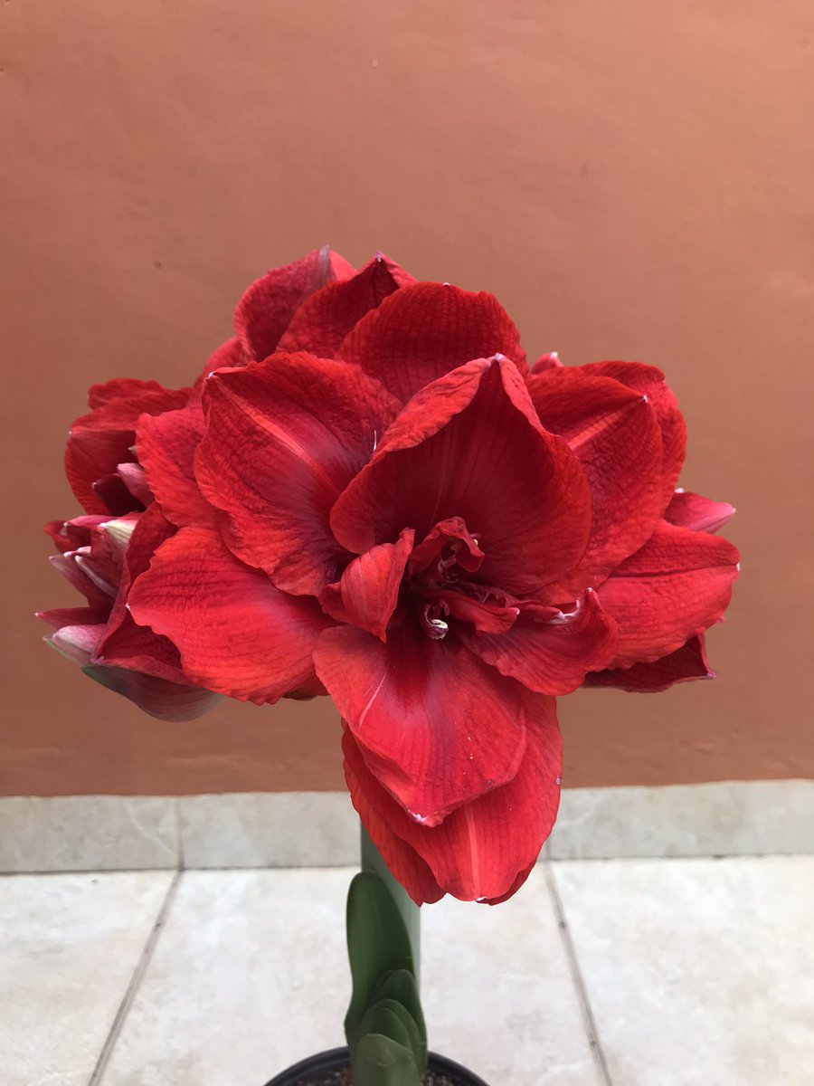 Muchas flores en esta primavera