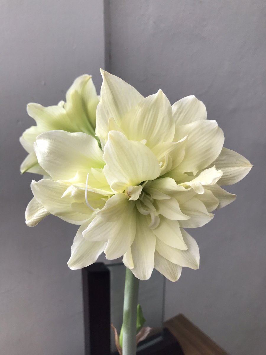 Hippeastrum Royal Crown