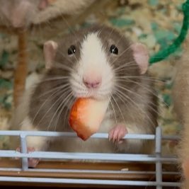 あわまろ!ᯅ̈ tweet media