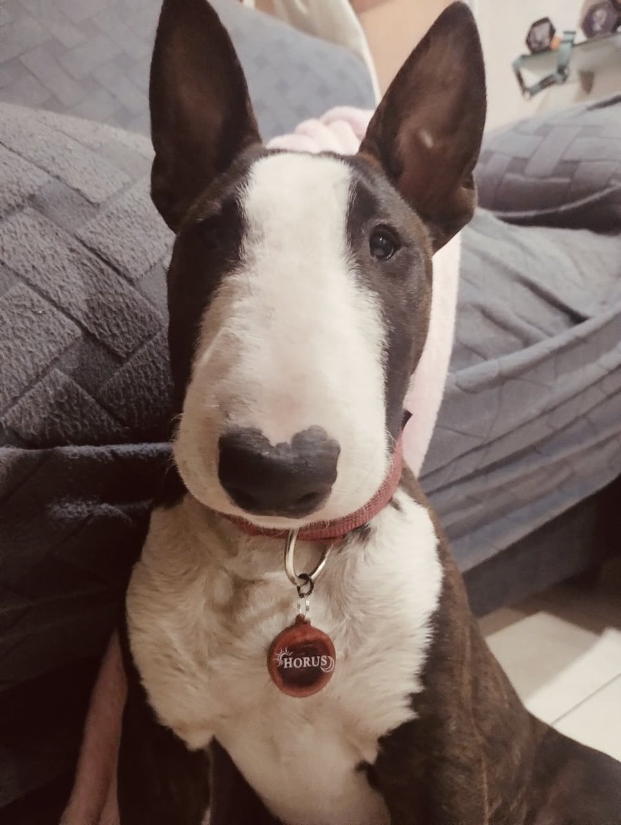 Hace un mes llegó este morrito a mi vida. 
Y ya siento que no puedo vivir sin él 😍