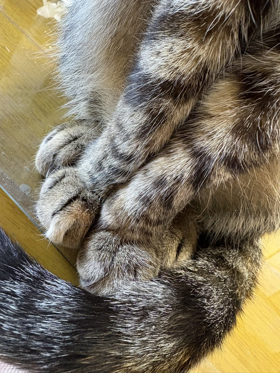 watanabehisae's tweet photo. かわいい🐾 https://t.co/jnx56jMPDI