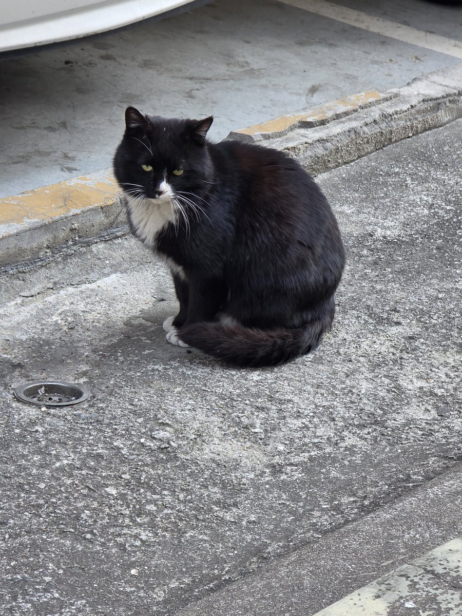 머핀(동결) tweet media