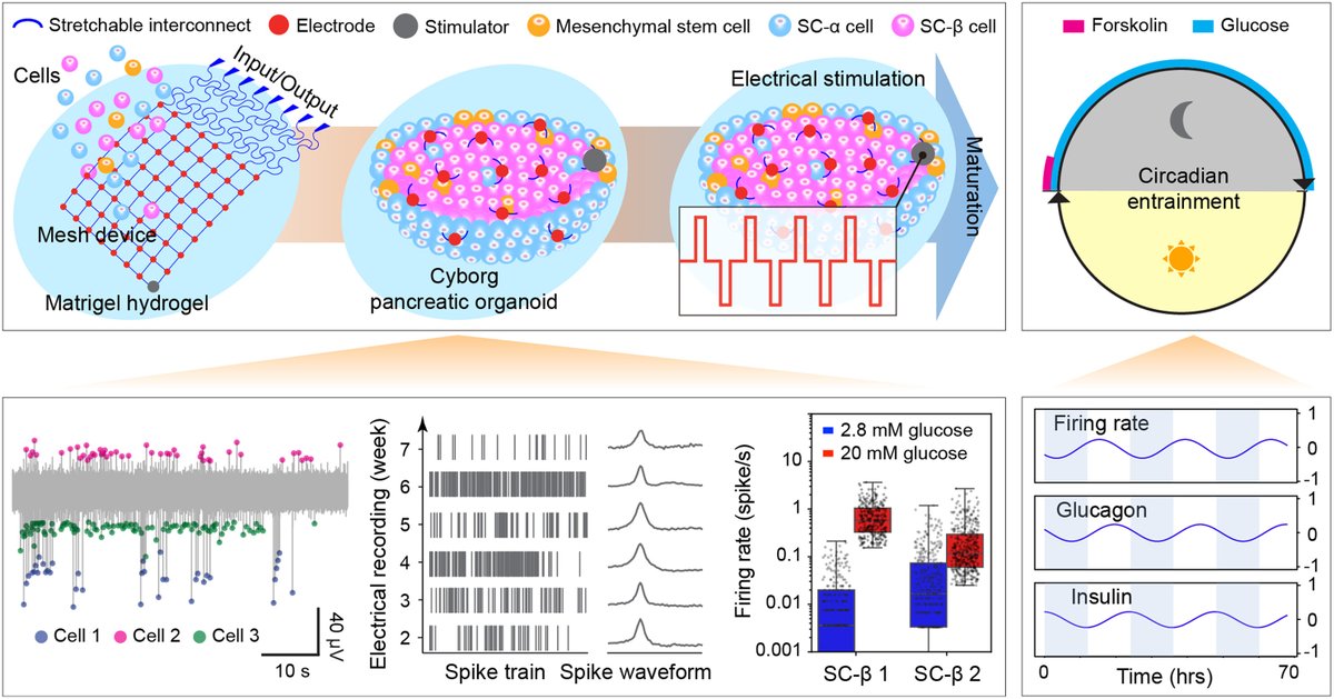 ScienceMagazine's tweet photo. Researchers in Science have created “cyborg” pancreatic organoids that combine stretchy miniature electronics with stem cell-derived pancreatic islets, using the implanted electronics to monitor electrical activity related to glucose regulation in maturing α and β cells. 

The "cyborg" organoids offer a path to study the biology and trace the maturation of α and β cells at the single-cell level, with an eye toward potentially treating or engineering new pancreatic islets in people with diabetes.

Learn more: https://t.co/rfp287hX2z