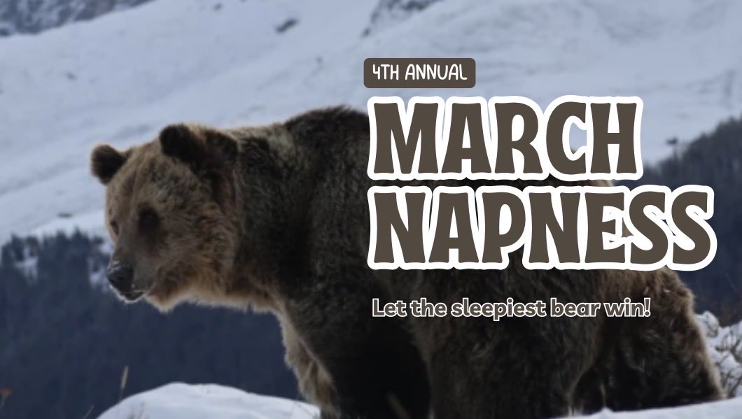 Ozzys_at_PHS's tweet photo. We’ve pretty much all heard of March Madness but have you heard of @FOURPAWSUSA March NAPNESS?!? We used @CultureGrams to look at the climates where all 6 bear sanctuaries are in Europe then completed our brackets. 🐻May the sleepiest bear win! #PHSlibrary https://t.co/R99LLDmLgA