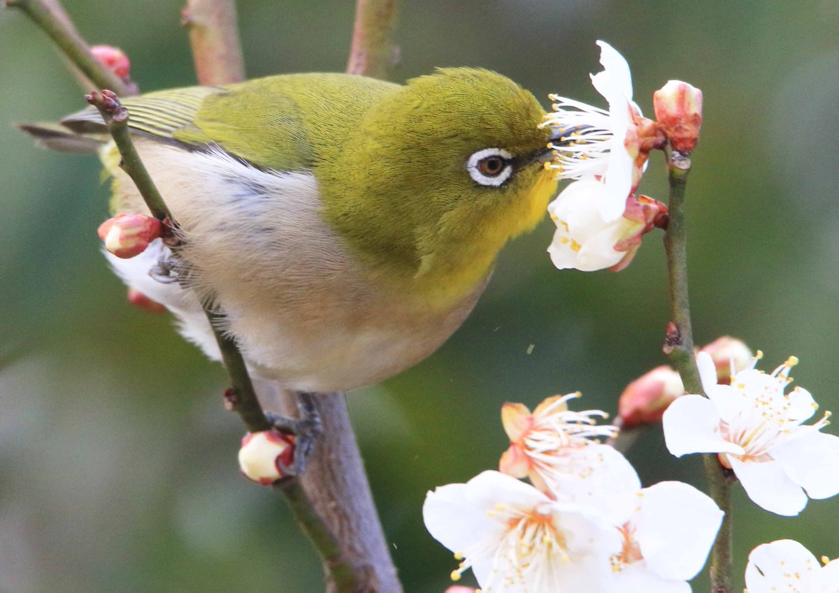 梅林のメジロたち。枝から枝へと飛び回り、うれしそうに花の蜜を吸っています(⊙ө⊙)