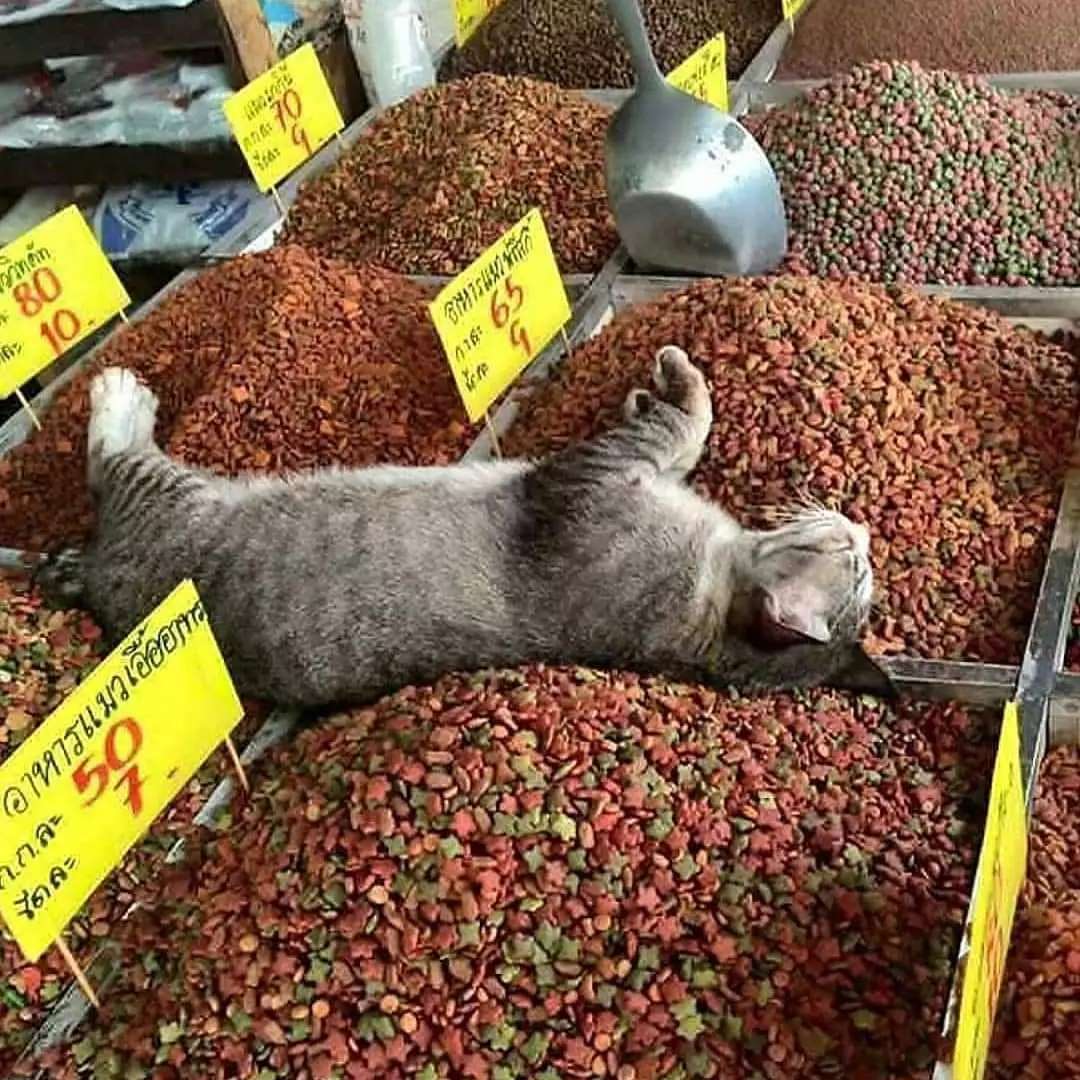 Punch Cat (@punchingcat) on Twitter photo 