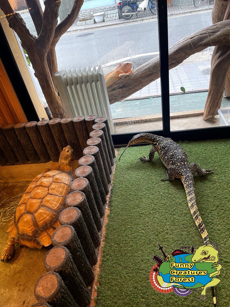 ふぁにくりのBIG3‼︎ •サルバトールモニター •グリーンイグアナ