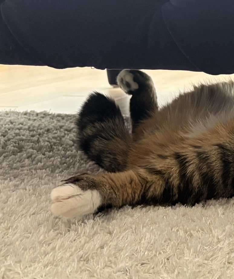 fuji_ayako's tweet photo. 猫に化けたタヌキが無防備すぎる… https://t.co/hpTipwOHR3