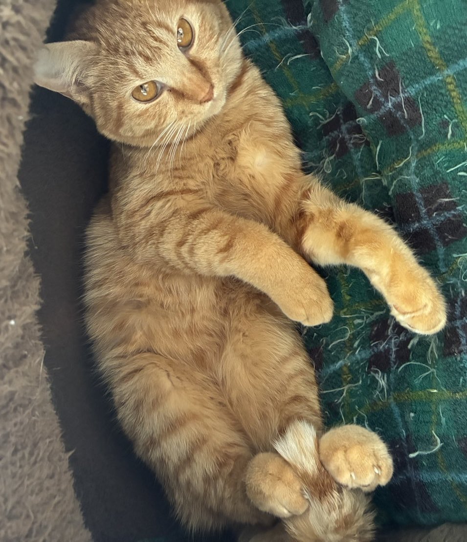 privateeye_pet's tweet photo. 【迷子猫を探しています‼️】

兵庫県尼崎市東園田町6丁目付近にて

2月23日から行方不明になりました💦

目撃した方はリプライやDMをいただけますと幸いです🙇‍♂️

名前：メルちゃん
性別：メス（避妊済）
年齢：10ヶ月
首輪：赤色
特徴：茶トラ
　　　人懐っこい
　　　お腹の毛がない
　　　
#迷子猫 #猫 #迷い猫 #兵庫県 #尼崎市  #東園田町 #拡散希望 #迷子ペットを守りたい
