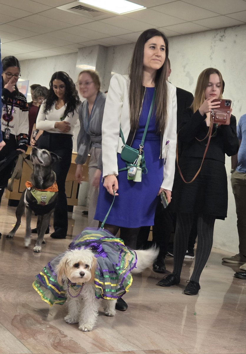 TomPorterDC's tweet photo. With all the toxicity lately, it's so nice to see this "Doggie Gras Pawrade" today by @SenThomTillis, showcasing nonpartisan fun with dogs. Laissez les bons temps rouler. Ruff! https://t.co/iM1bbsHZYJ