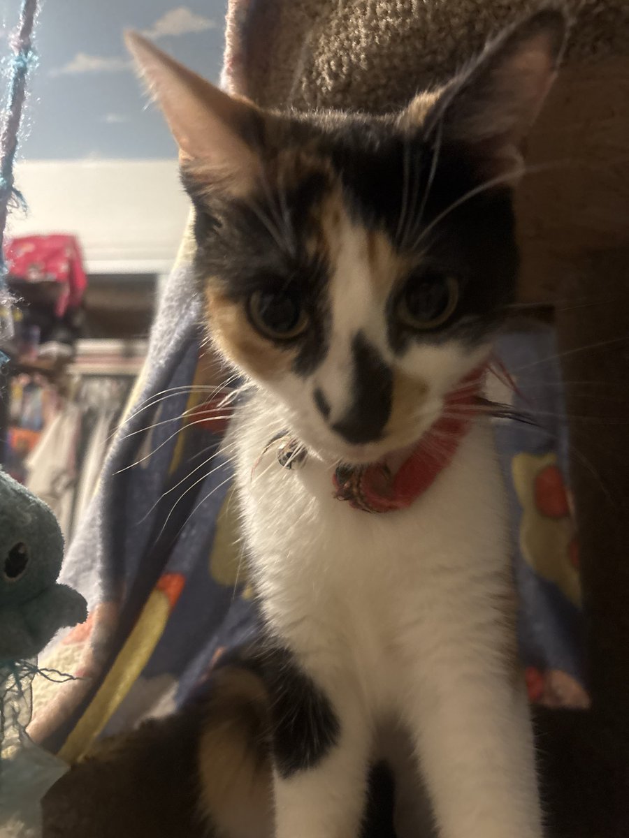 Goosesillers's tweet photo. Sometimes I take pictures of my cat and she turns into a bobble head https://t.co/YsvAuWoCDj