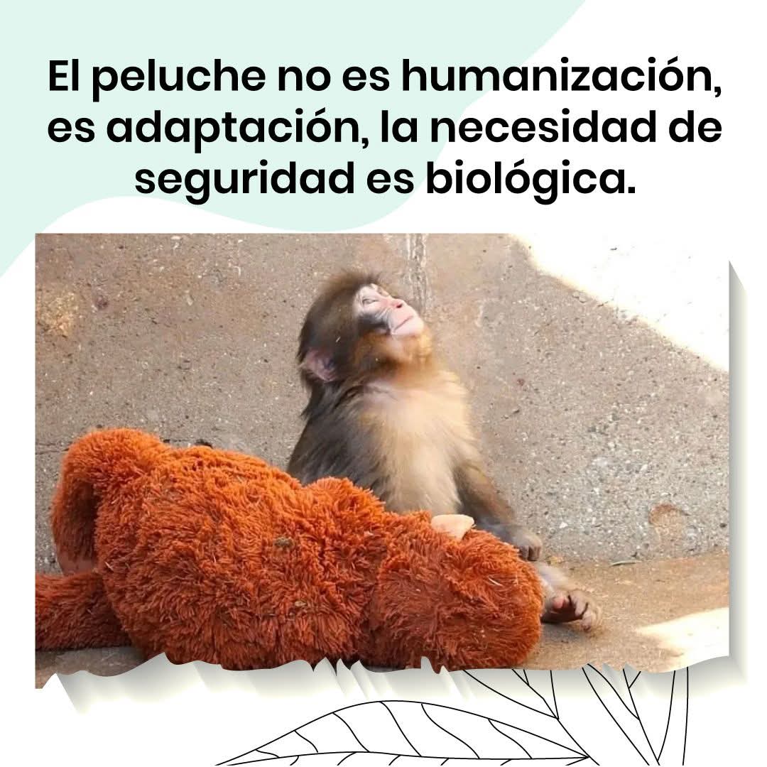 En especies sociales, el apego temprano regula el sistema nervioso y moldea el desarrollo emocional.
Cuando esa base se interrumpe, el organismo busca recursos para sostenerse.
Entender esto cambia la conversación del espectáculo al cuidado.🧠🐒
#Psicofarma #ContigoEnMente #punch