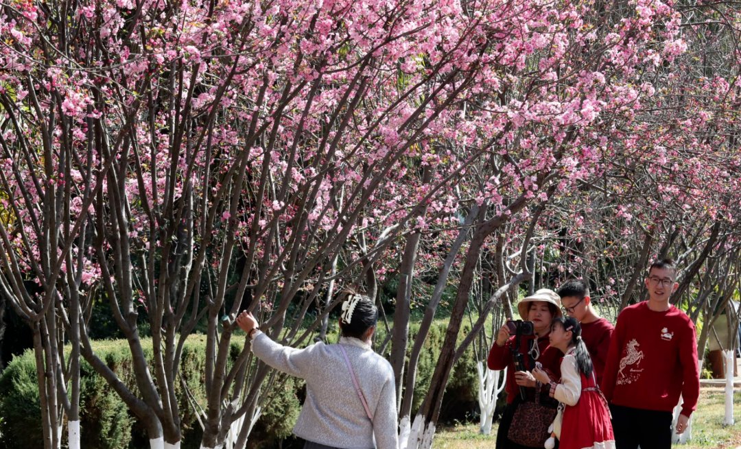 Kunminginfohub's tweet photo. ລະດູການຊົມດອກຊາກຸຣະປະຈຳປີໄດ້ເລີ່ມຕົ້ນແລ້ວທີ່ເມືອງຄຸນໝິງ!#ALetterfromKunming #CoCreateKunming #KunmingSpringFestival
一年一度的“圆通樱潮”来了 https://t.co/thZ7STgnzh