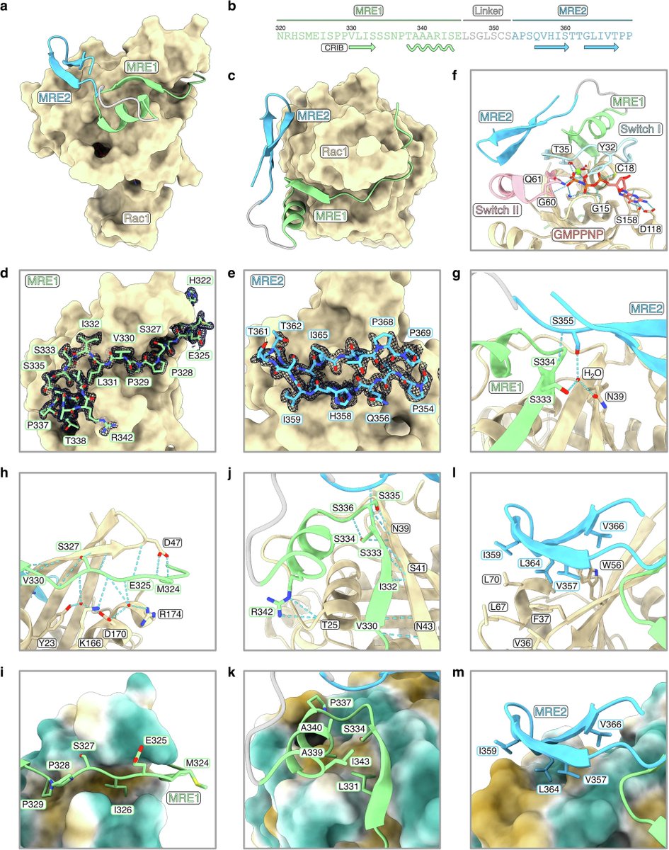 piyota0's tweet photo. #IDP #IDPfun https://t.co/tyz7IZgUb8
November 2025 Nature Communications volume
Hierarchical folding-upon-binding of an intrinsically disordered protein
Amaging! Cool! https://t.co/YYOvEVd3rL